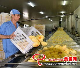 科技賦能產(chǎn)業(yè)升級(jí)，尤溪縣食用菌工廠化規(guī)模化發(fā)展駛?cè)肟燔嚨? />
</span>
<span id=